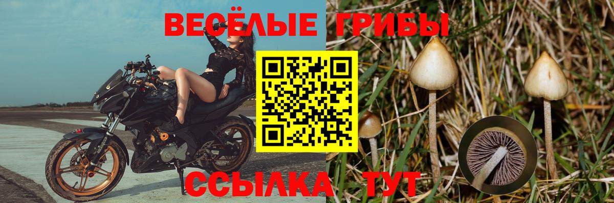 Псилоцибиновые грибы Cubensis  Псилоцибиновые грибы ЛСД  Чайковский  Вход с VPN 